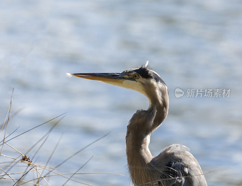 大蓝鹭，Ardea herodias，喙上有羽毛，加拿大温哥华